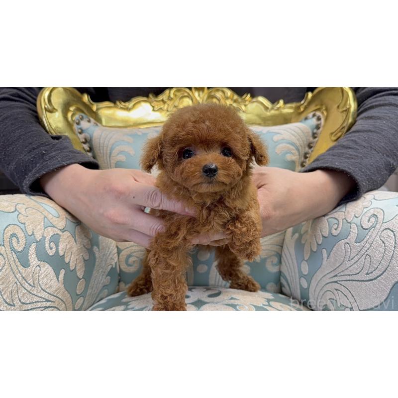 販売中の新潟県のティーカッププードル-427815の5枚目