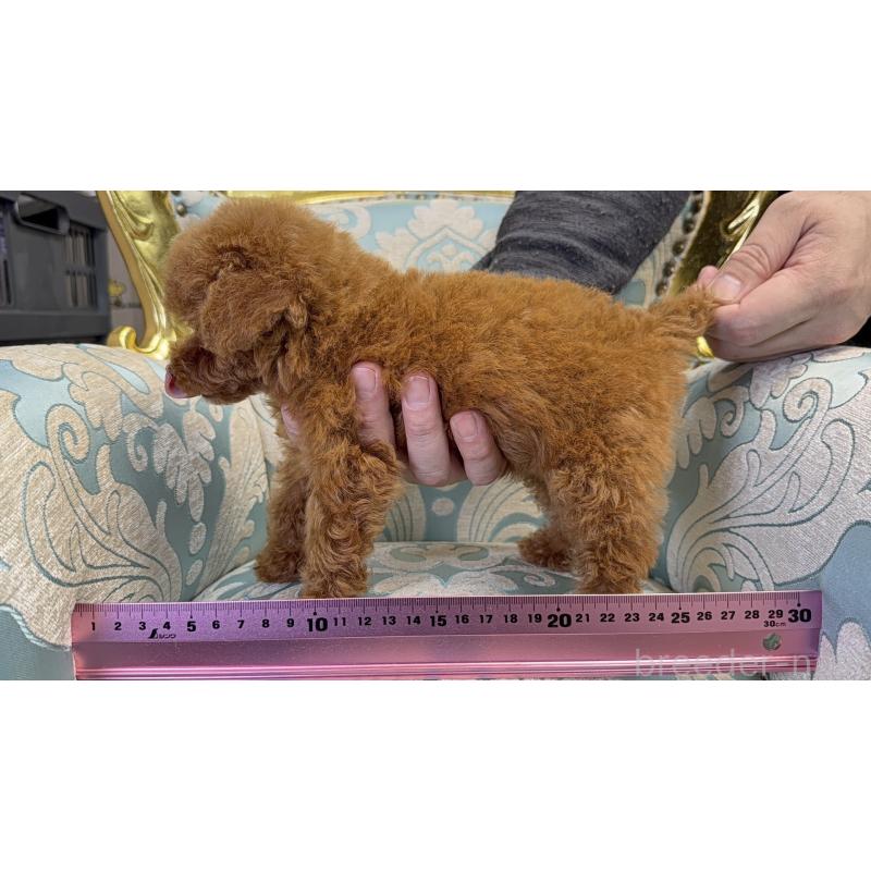 販売中の新潟県のティーカッププードル-427815の4枚目