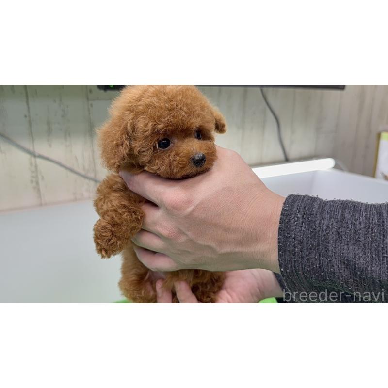 販売中の新潟県のティーカッププードル-427815の3枚目