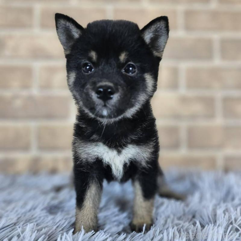 販売中の和歌山県の豆柴-427813の3枚目