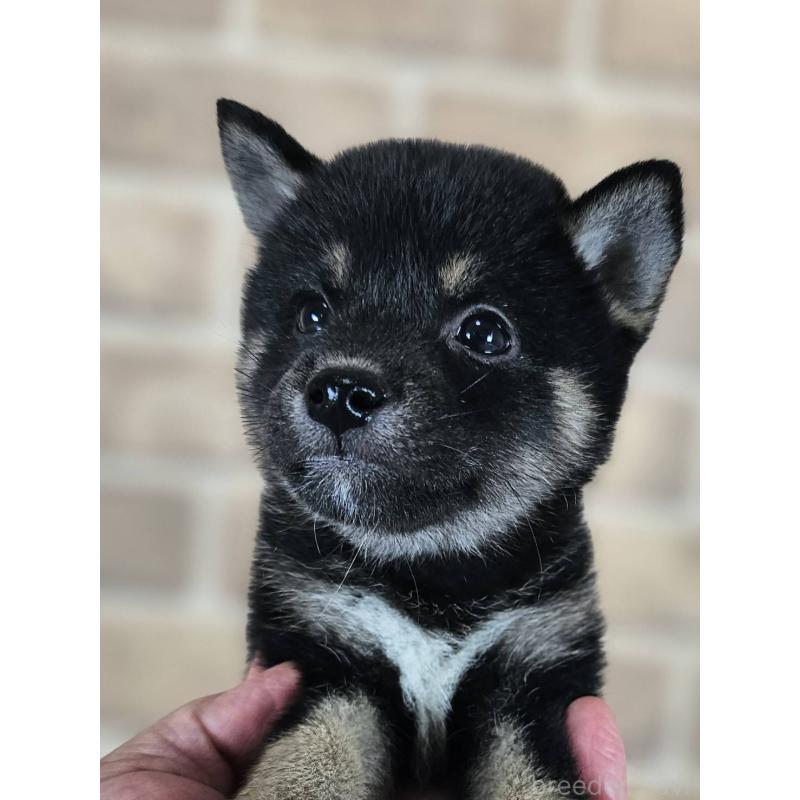 販売中の和歌山県の豆柴-427813の2枚目