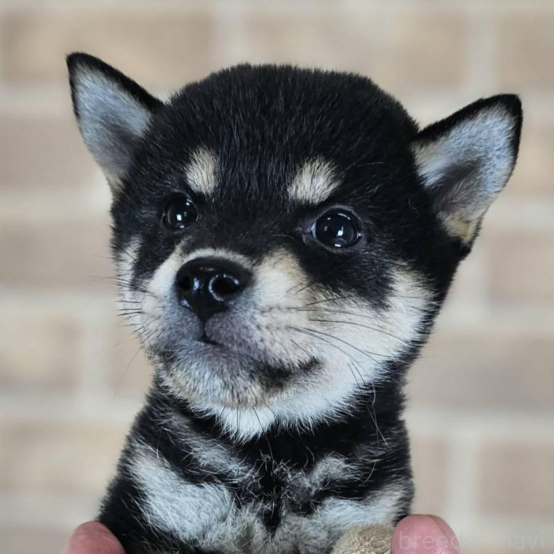 販売中の和歌山県の豆柴-427814