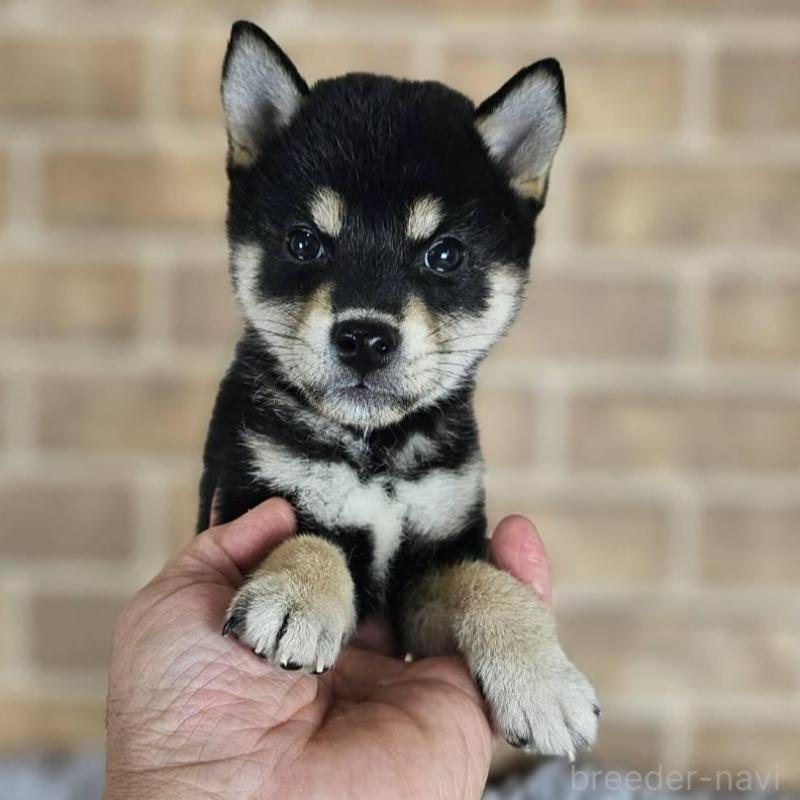 販売中の和歌山県の豆柴-427814の6枚目