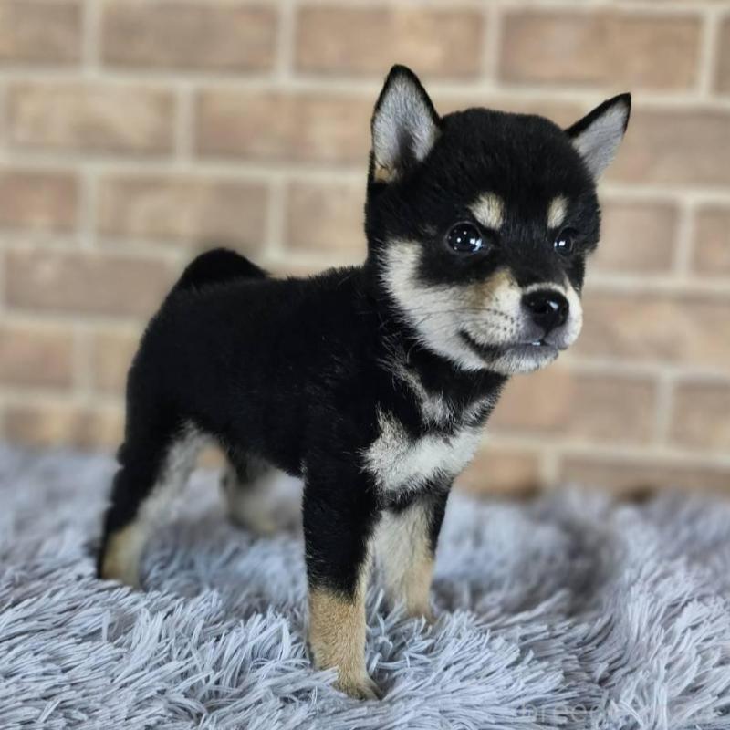 販売中の和歌山県の豆柴-427814の5枚目