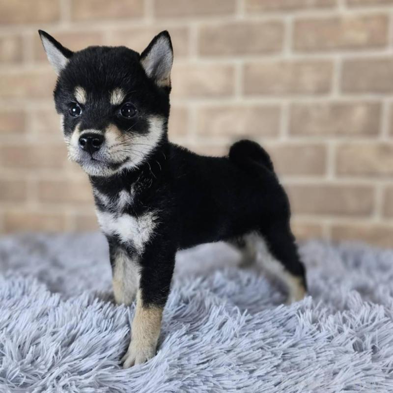 販売中の和歌山県の豆柴-427814の4枚目