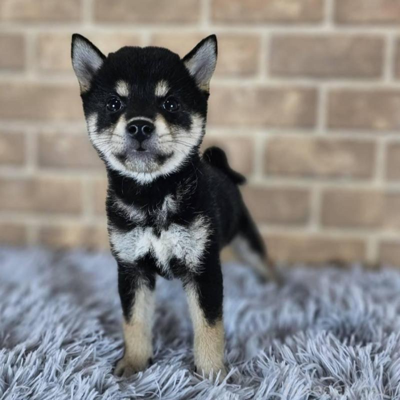 販売中の和歌山県の豆柴-427814の3枚目