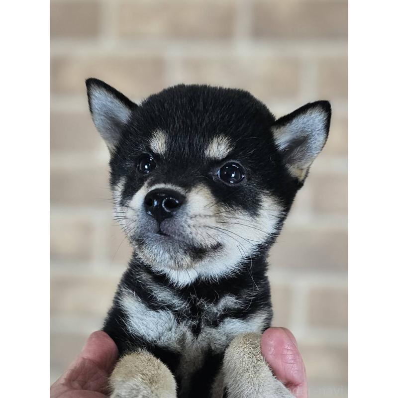 販売中の和歌山県の豆柴-427814の2枚目