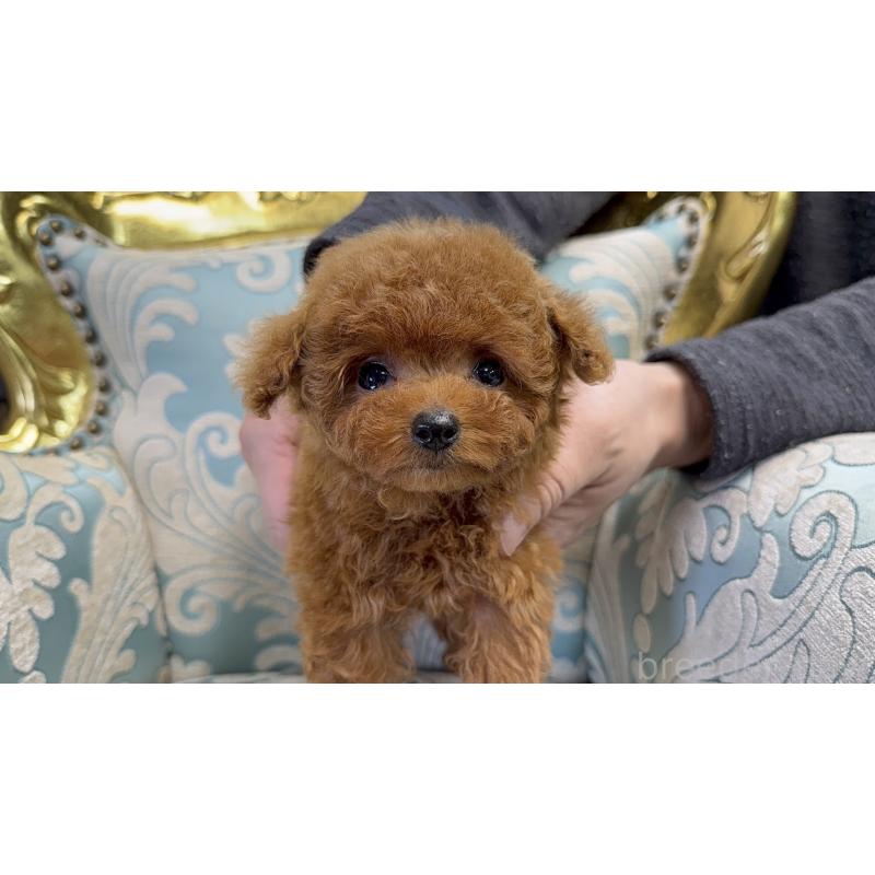 成約済の東京都のティーカッププードル-427817の6枚目