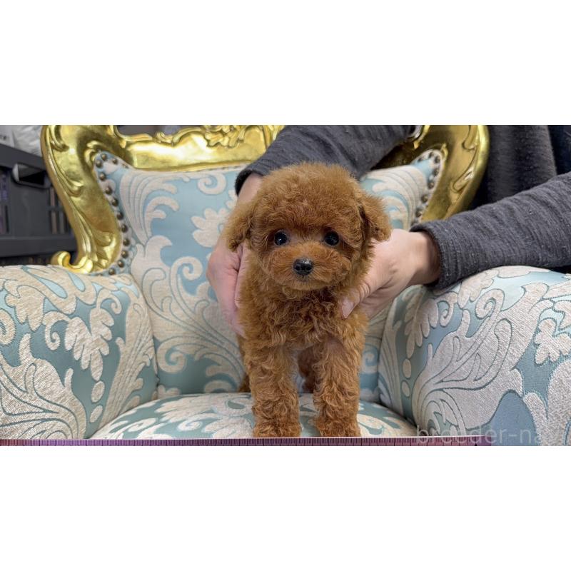 成約済の東京都のティーカッププードル-427817の2枚目