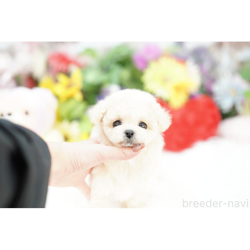 販売中の埼玉県のビションプー:ビションフリーゼ×トイプードル-427816の4枚目