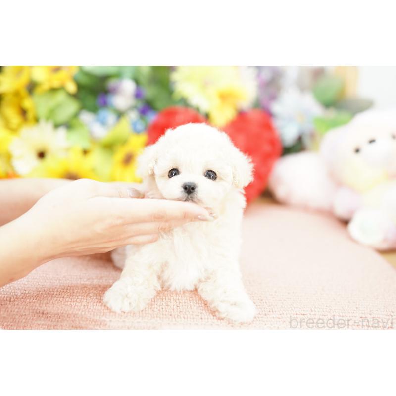 販売中の埼玉県のビションプー:ビションフリーゼ×トイプードル-427816の3枚目