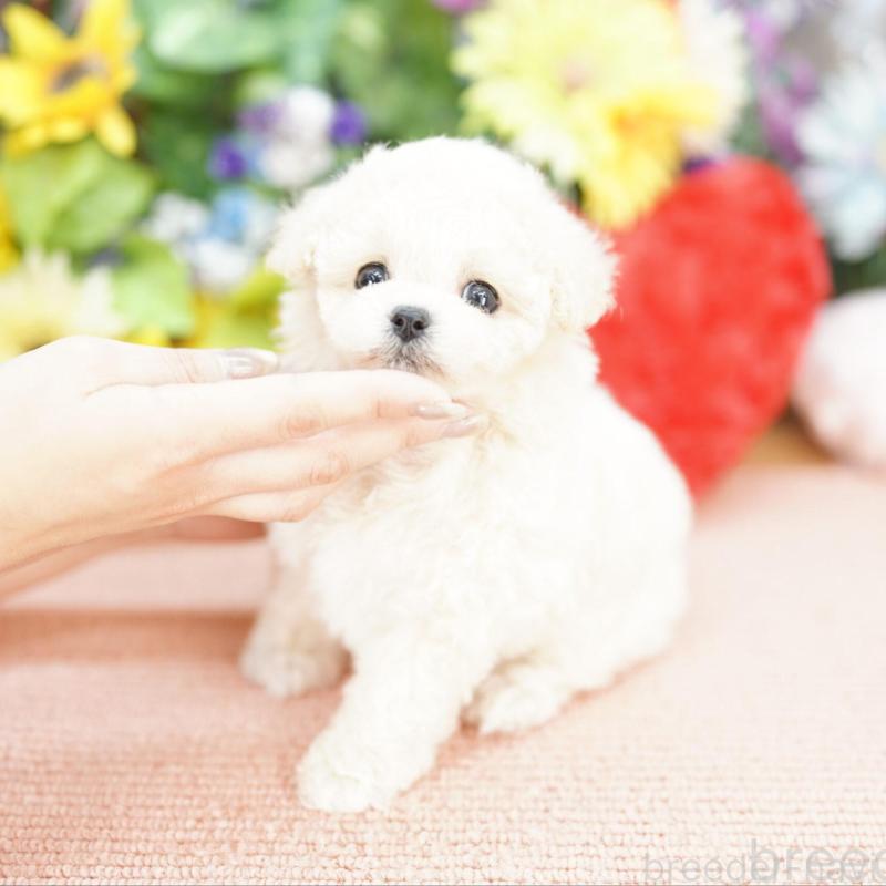 販売中の埼玉県のビションプー:ビションフリーゼ×トイプードル-427816