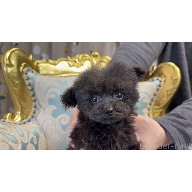 販売中の新潟県のティーカッププードル-427820の4枚目