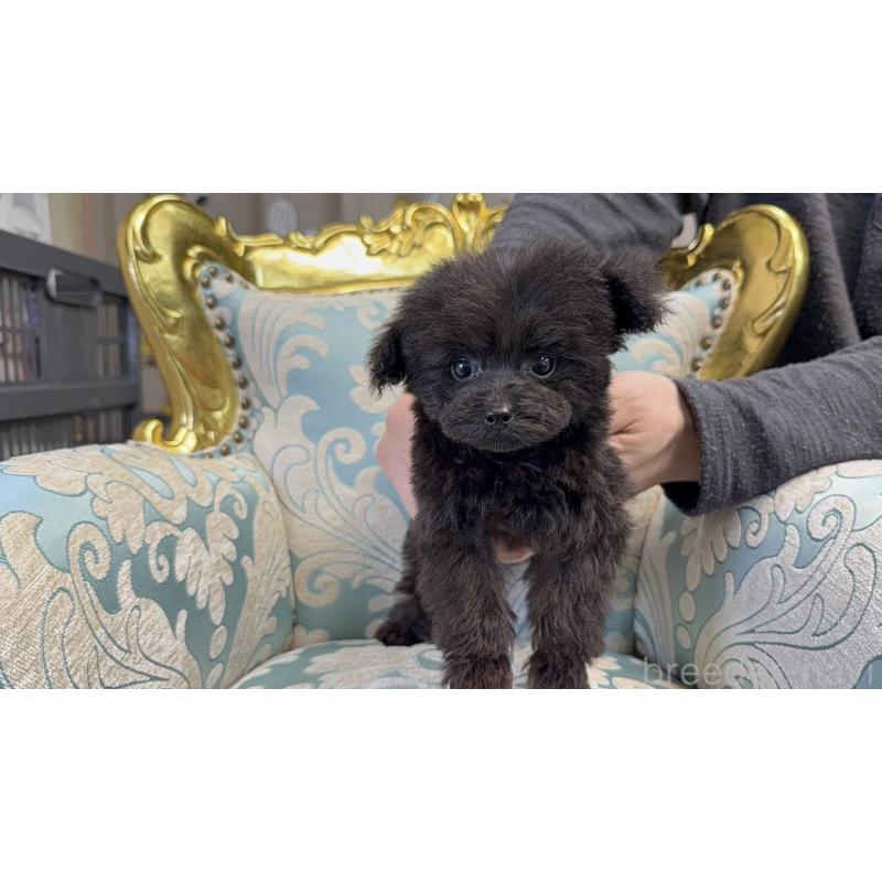 販売中の新潟県のティーカッププードル-427820の2枚目