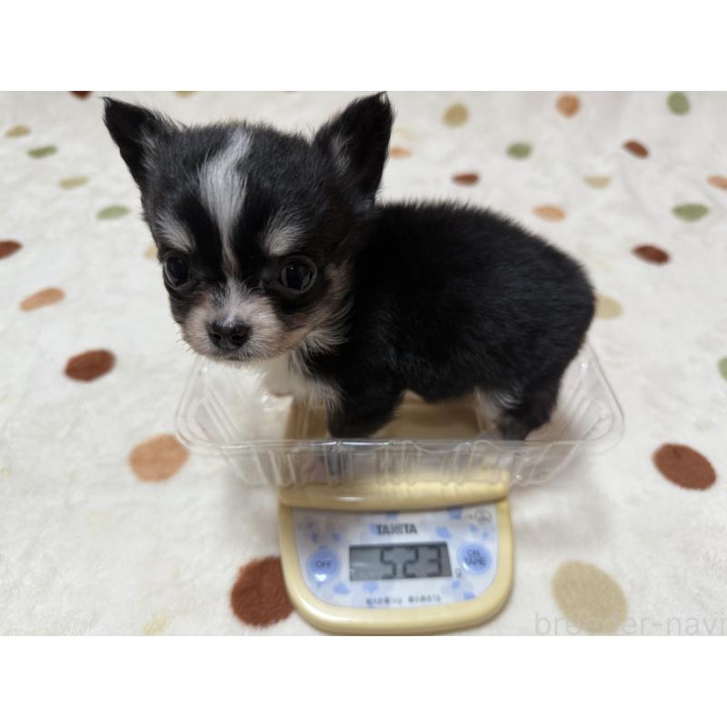 販売中の岐阜県のチワワ(ロングコート)-427819の6枚目