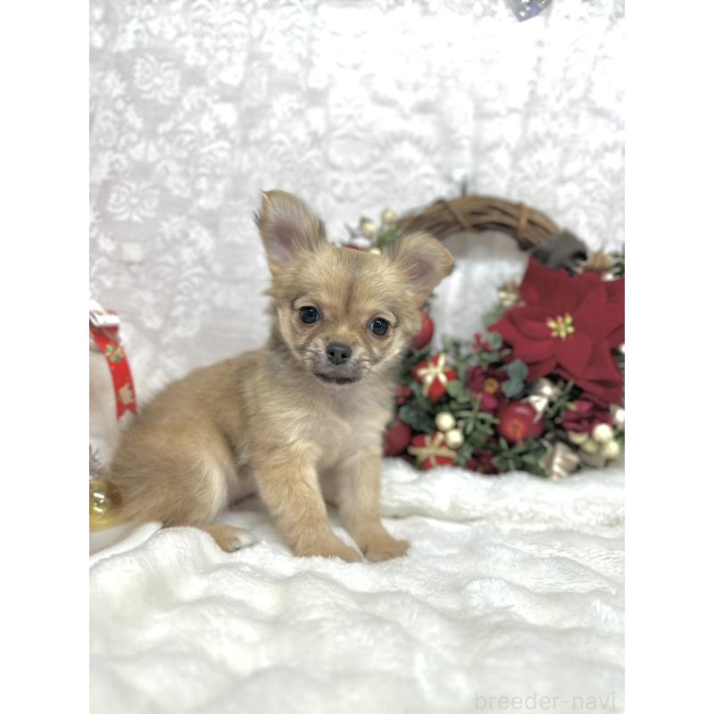 販売中の長野県のチワワ(ロングコート)-427818の8枚目