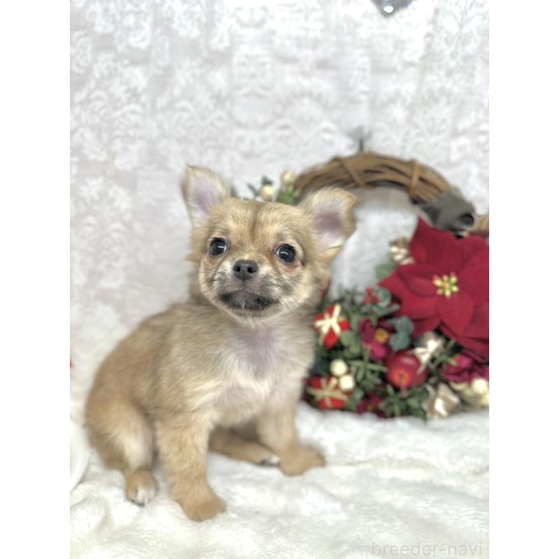 販売中の長野県のチワワ(ロングコート)-427818の7枚目