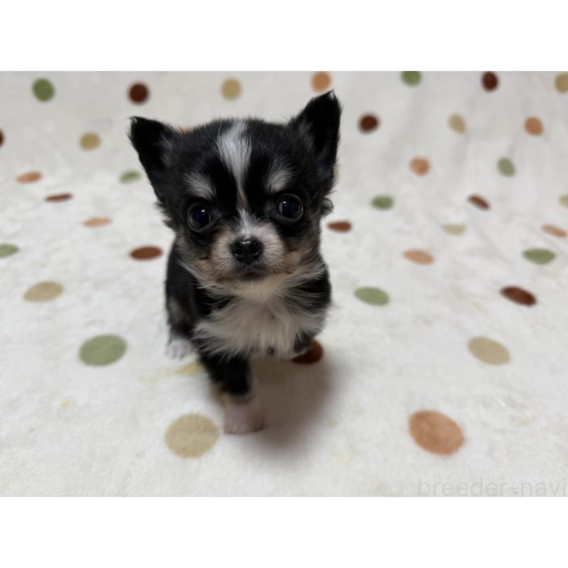 販売中の岐阜県のチワワ(ロングコート)-427819の5枚目