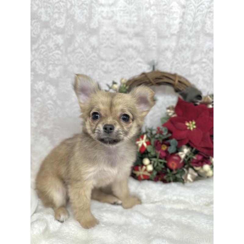 販売中の長野県のチワワ(ロングコート)-427818の6枚目