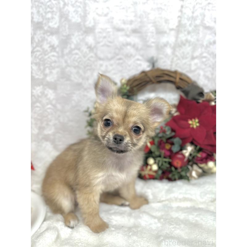 販売中の長野県のチワワ(ロングコート)-427818の5枚目