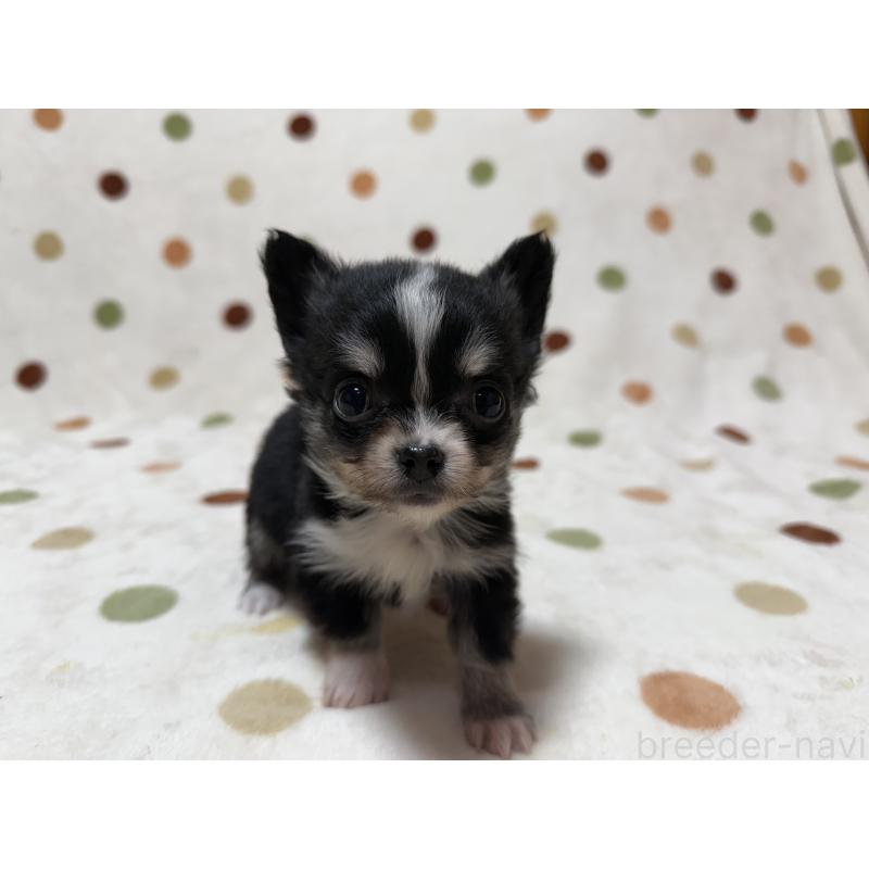 販売中の岐阜県のチワワ(ロングコート)-427819の4枚目