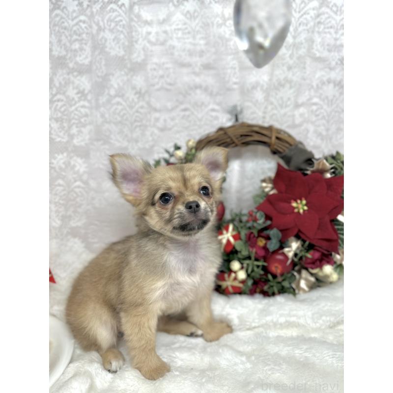 販売中の長野県のチワワ(ロングコート)-427818の4枚目