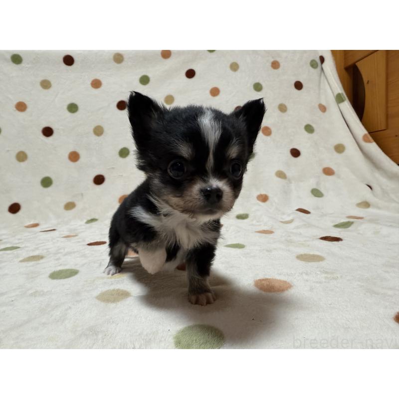 販売中の岐阜県のチワワ(ロングコート)-427819の3枚目