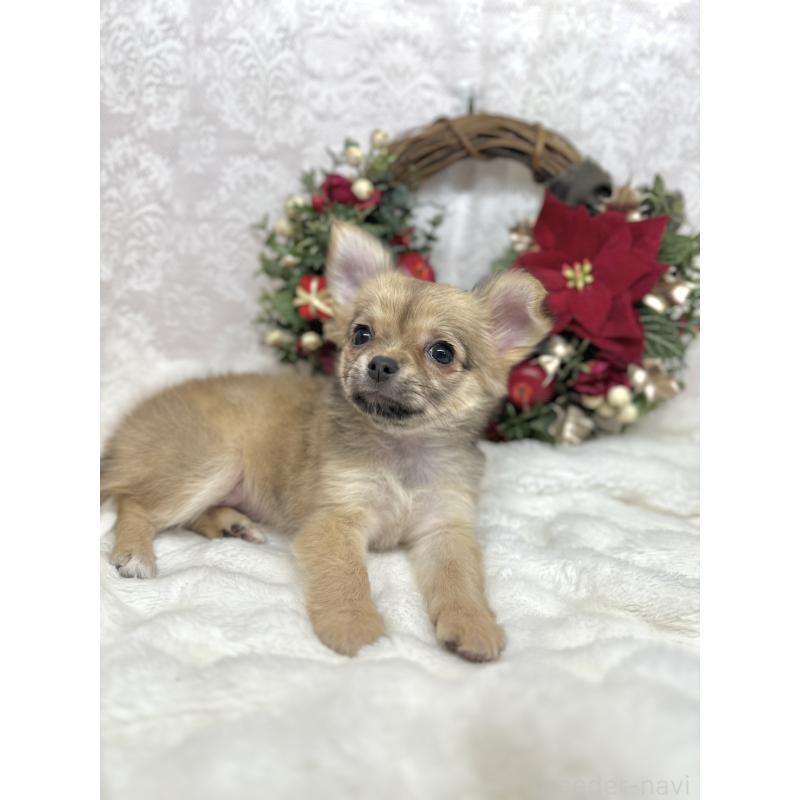 販売中の長野県のチワワ(ロングコート)-427818の3枚目