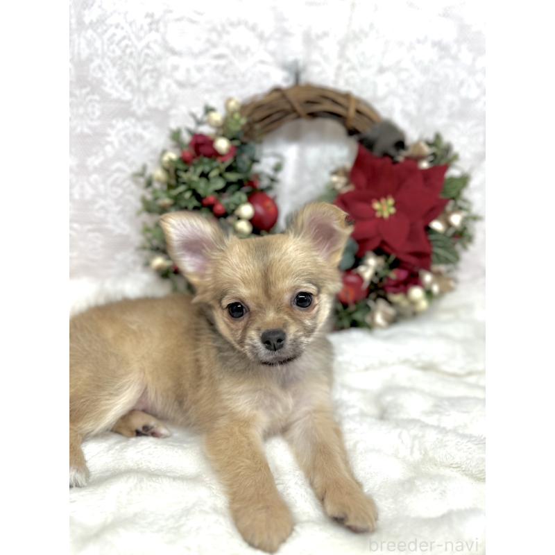 販売中の長野県のチワワ(ロングコート)-427818の2枚目