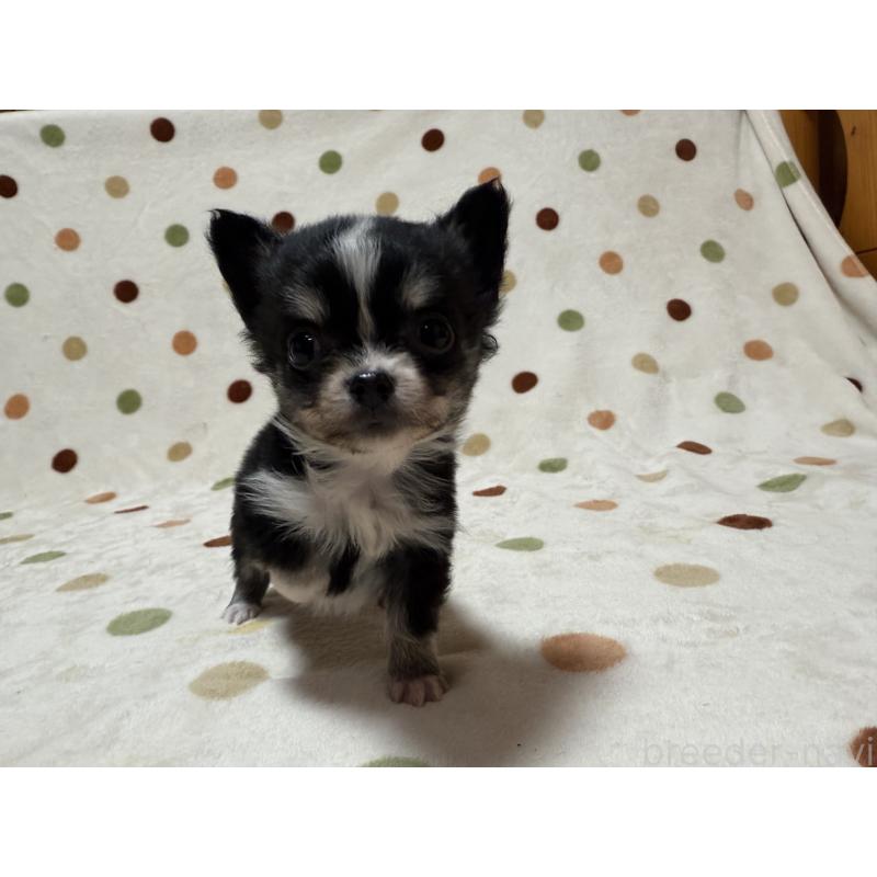 販売中の岐阜県のチワワ(ロングコート)-427819の2枚目