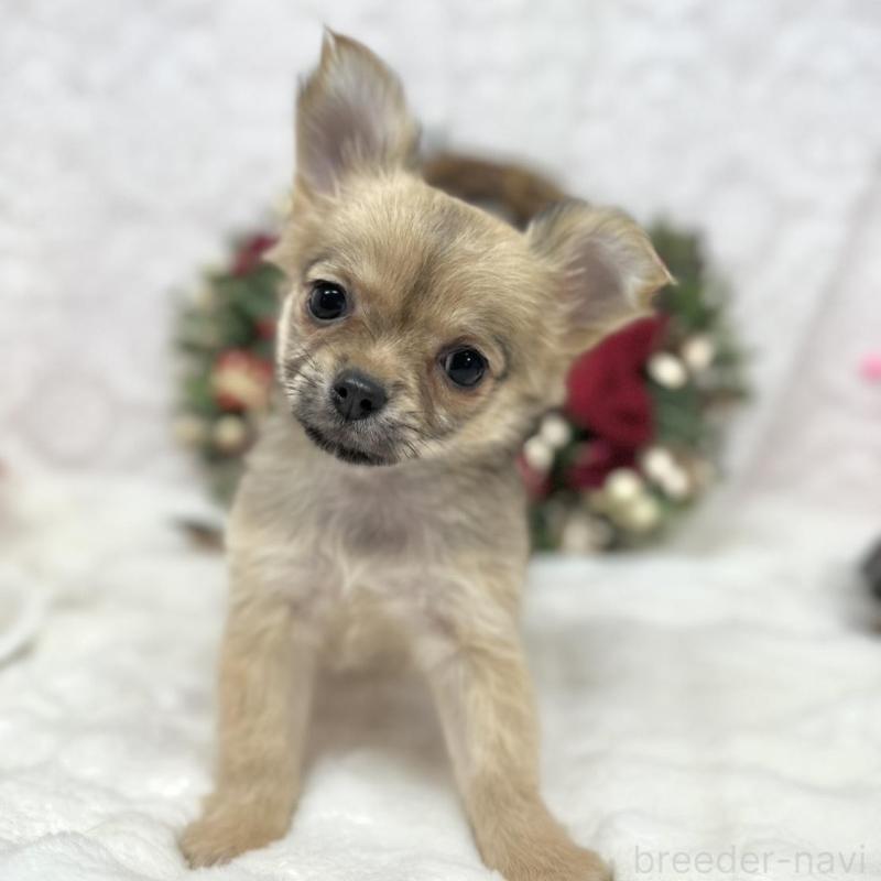 販売中の長野県のチワワ(ロングコート)-427818の1枚目