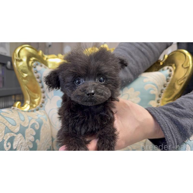 販売中の東京都のティーカッププードル-427821の6枚目