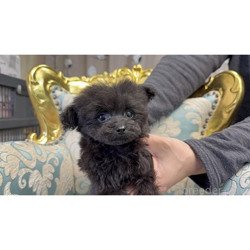 販売中の東京都のティーカッププードル-427821の2枚目