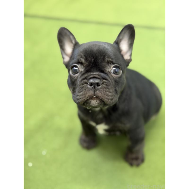 販売中の千葉県のフレンチブルドッグ-427822の5枚目