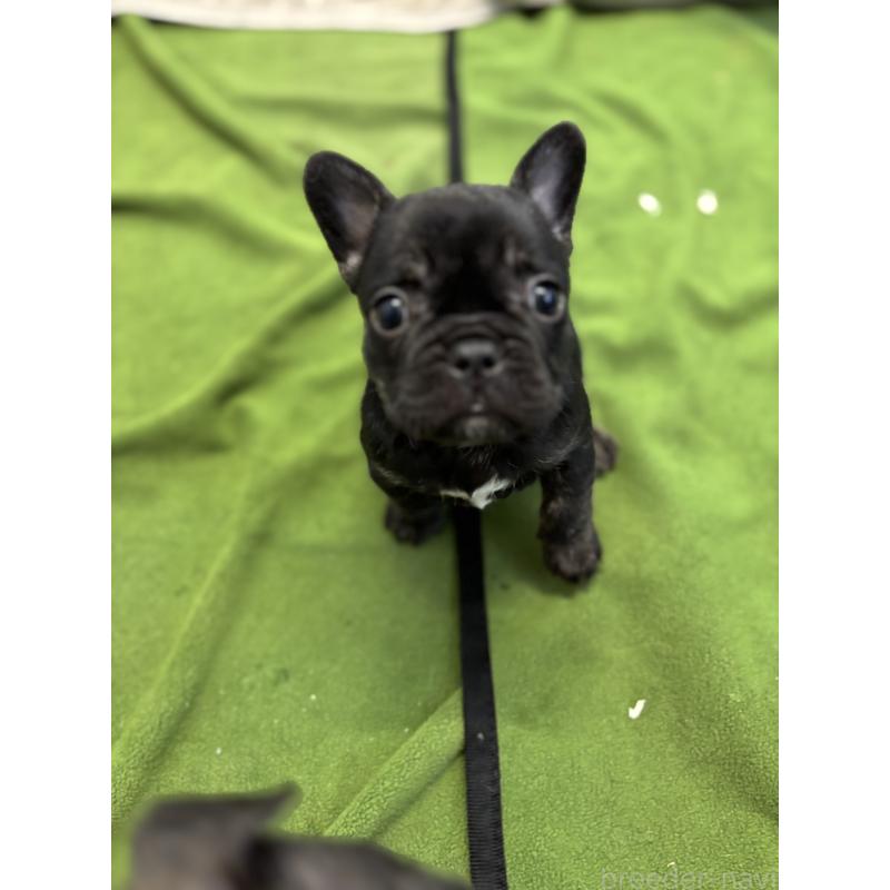 販売中の千葉県のフレンチブルドッグ-427822の4枚目