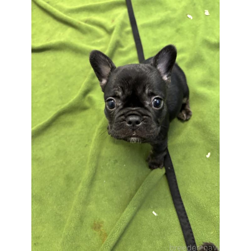 販売中の千葉県のフレンチブルドッグ-427822の3枚目