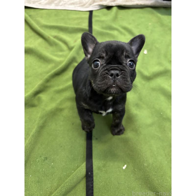 販売中の千葉県のフレンチブルドッグ-427822の2枚目