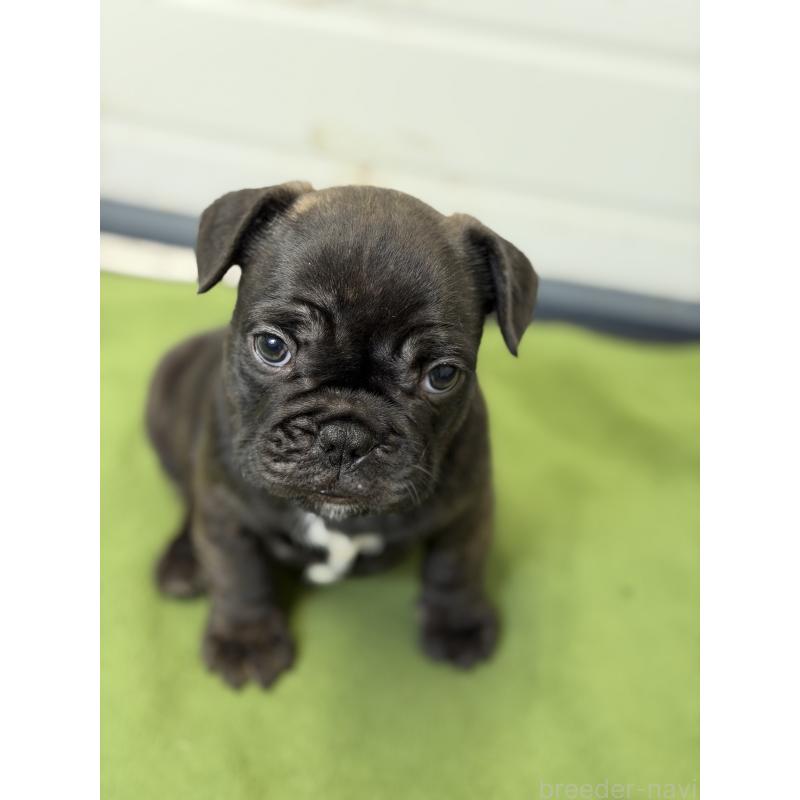 販売中の千葉県のフレンチブルドッグ-427823の4枚目