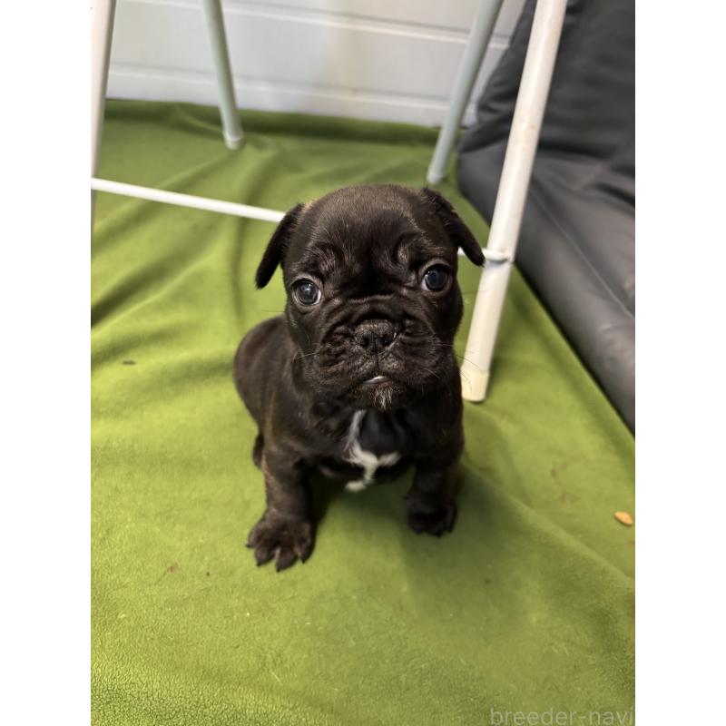 販売中の千葉県のフレンチブルドッグ-427823の3枚目