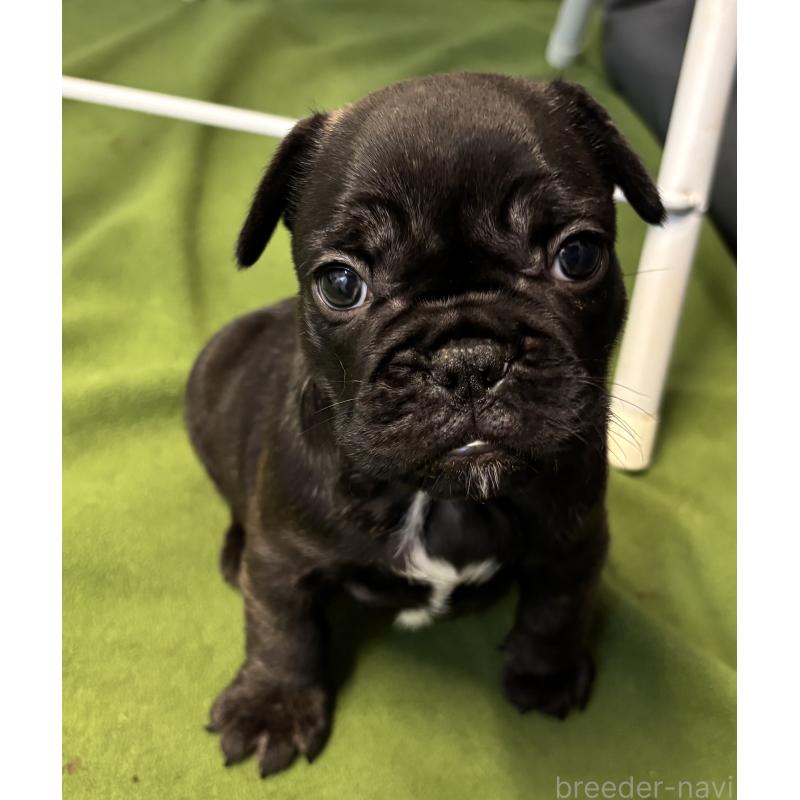 販売中の千葉県のフレンチブルドッグ-427823の2枚目