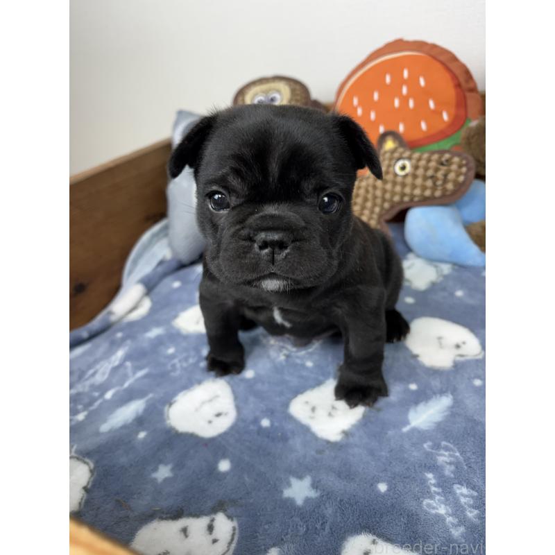 販売中の群馬県のフレンチブルドッグ-427824の4枚目