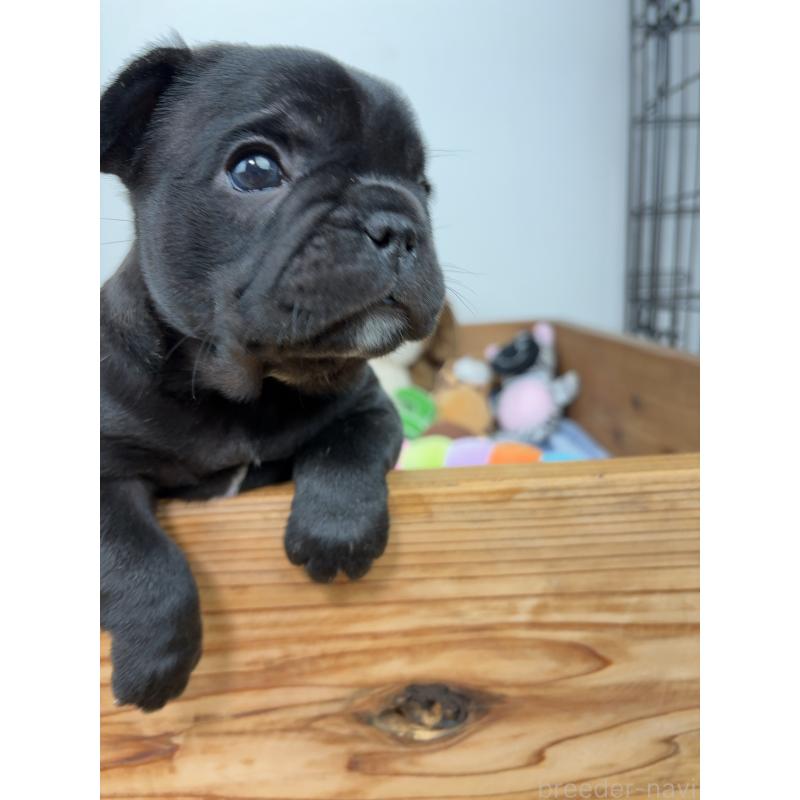 販売中の群馬県のフレンチブルドッグ-427824の3枚目