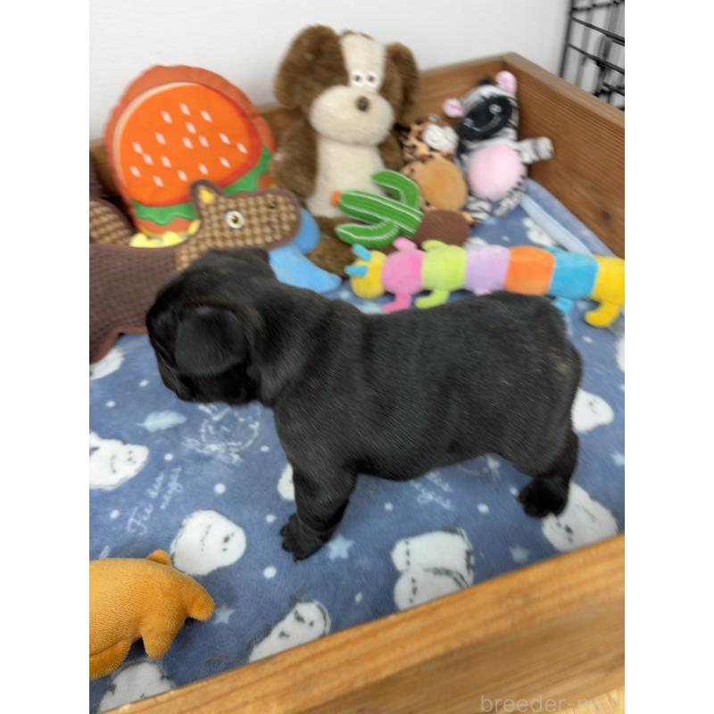 販売中の群馬県のフレンチブルドッグ-427824の2枚目