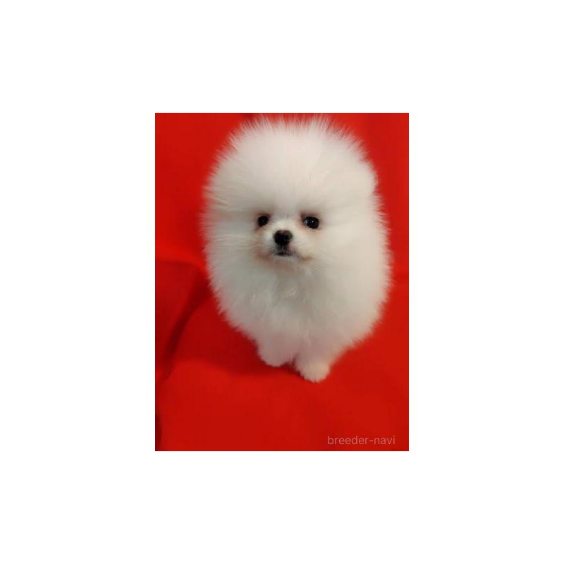 販売中の大阪府のポメラニアン-427825の5枚目