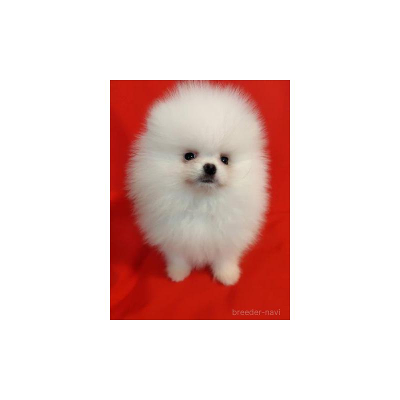 販売中の大阪府のポメラニアン-427825の6枚目