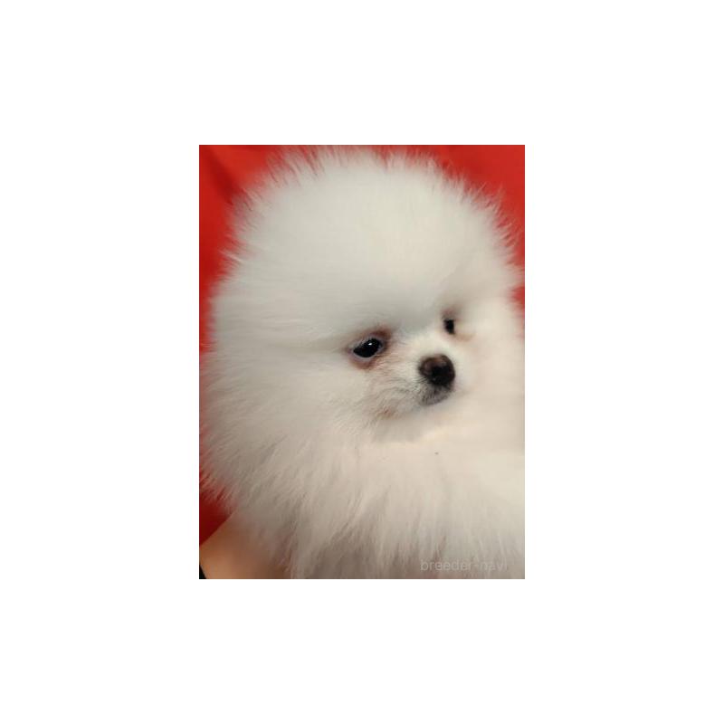 販売中の大阪府のポメラニアン-427825の3枚目