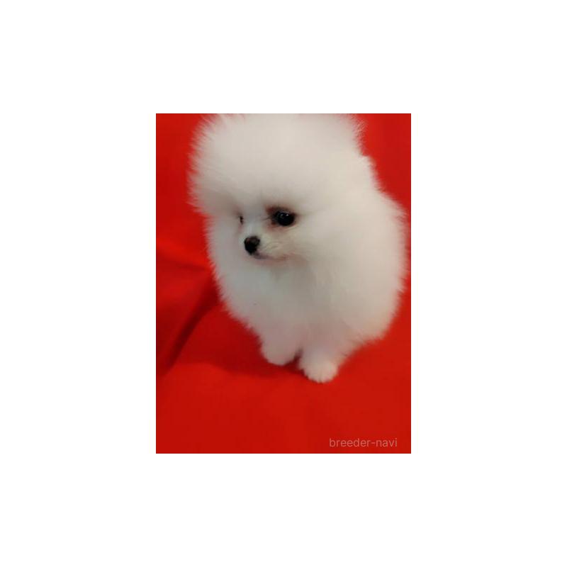 販売中の大阪府のポメラニアン-427825の4枚目