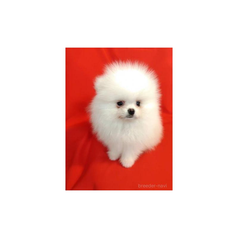 販売中の大阪府のポメラニアン-427825の2枚目