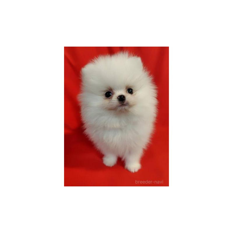 販売中の大阪府のポメラニアン-427826の4枚目