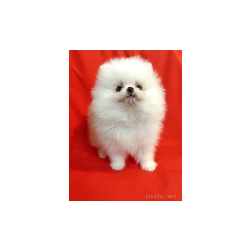 販売中の大阪府のポメラニアン-427826の5枚目